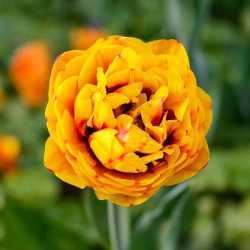Луковицы тюльпана Bonanza