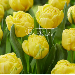 Луковицы тюльпана Yellow Baby