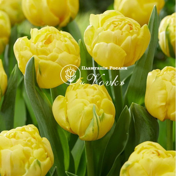 Луковицы тюльпана Yellow Baby