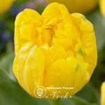Луковицы тюльпана Yellow Baby