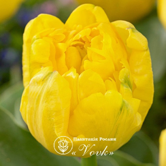 Луковицы тюльпана Yellow Baby