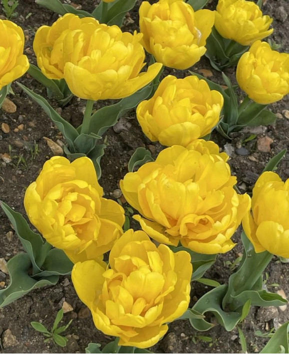 Цибулини тюльпану Yellow Baby