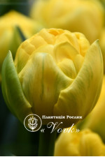 Луковицы тюльпана Yellow Baby