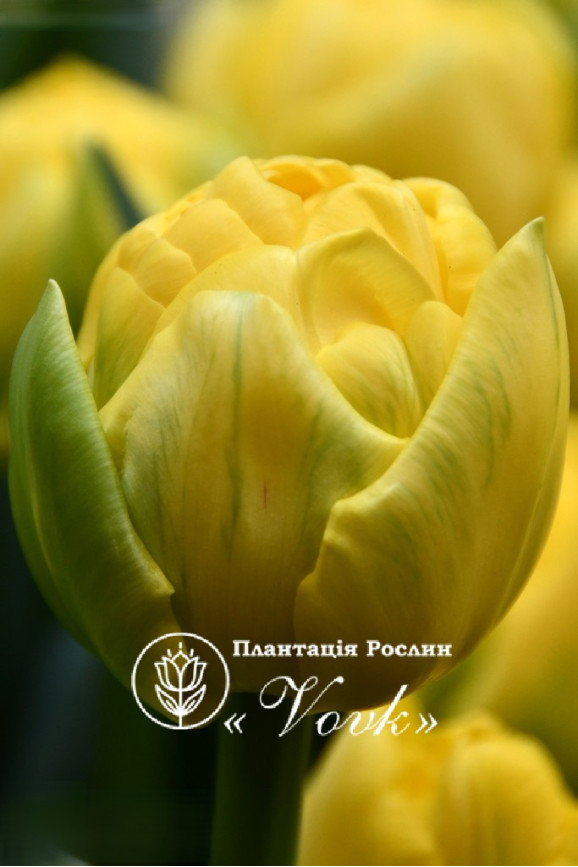 Луковицы тюльпана Yellow Baby