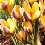 Цибулини крокусу chrysanthus Advance