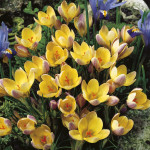 Цибулини крокусу chrysanthus Advance