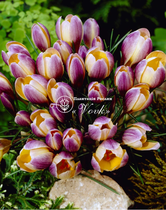 Цибулини крокусу chrysanthus Advance