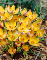 Цибулини крокусу chrysanthus Advance