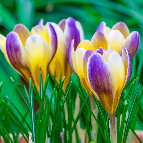 Цибулини крокусу chrysanthus Advance