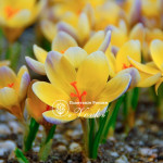 Цибулини крокусу chrysanthus Advance