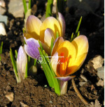 Цибулини крокусу chrysanthus Advance