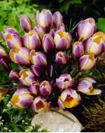 Цибулини крокусу chrysanthus Advance