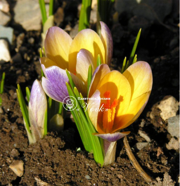 Цибулини крокусу chrysanthus Advance