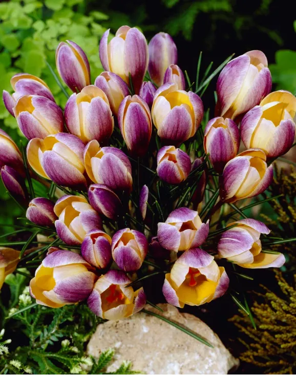 Цибулини крокусу chrysanthus Advance