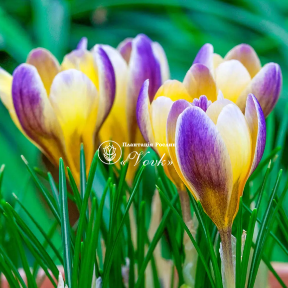 Цибулини крокусу chrysanthus Advance