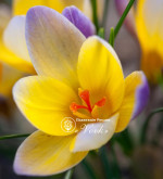 Цибулини крокусу chrysanthus Advance