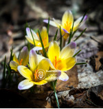 Цибулини крокусу chrysanthus Advance