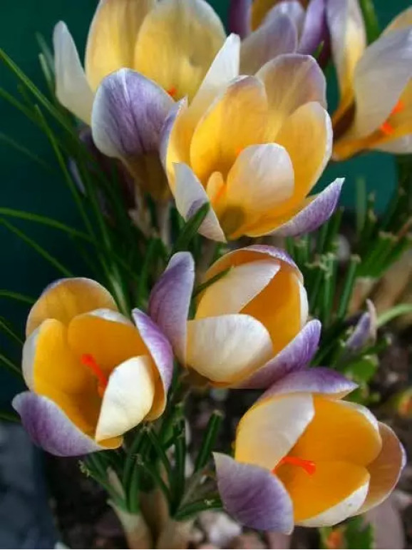 Цибулини крокусу chrysanthus Advance