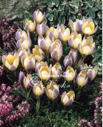 Цибулини крокусу chrysanthus Advance