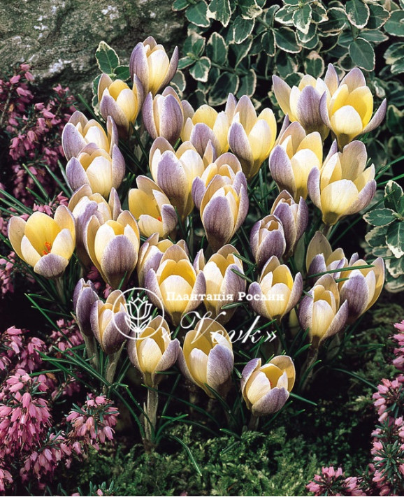 Цибулини крокусу chrysanthus Advance