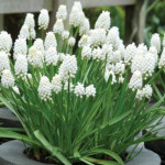 Цибулини мускарі Album