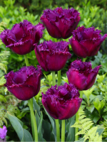 Цибулини тюльпану Gorilla