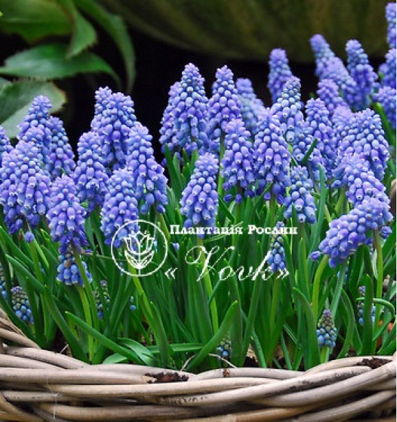 Цибулини мускарі Atlantic