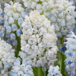 Цибулини мускарі Nature's Beauty