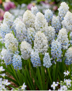 Цибулини мускарі Nature's Beauty
