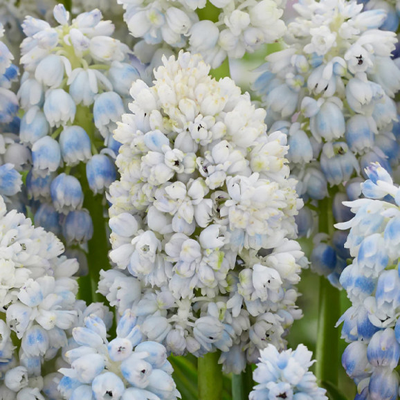 Цибулини мускарі Nature's Beauty
