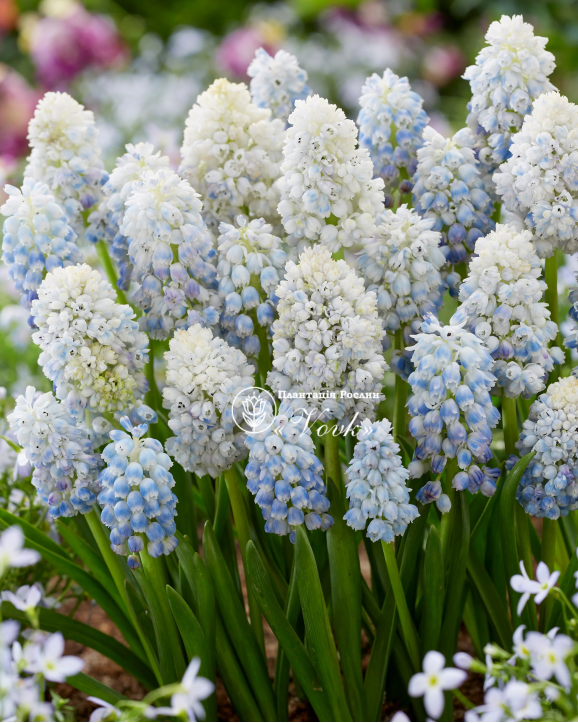 Цибулини мускарі Nature's Beauty