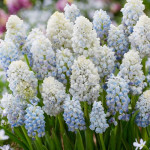 Цибулини мускарі Nature's Beauty