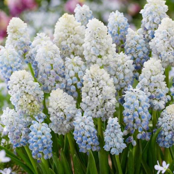 Цибулини мускарі Nature's Beauty