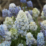 Цибулини мускарі Nature's Beauty
