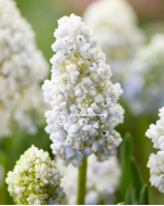 Цибулини мускарі Nature's Beauty