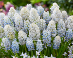 Цибулини мускарі Nature's Beauty