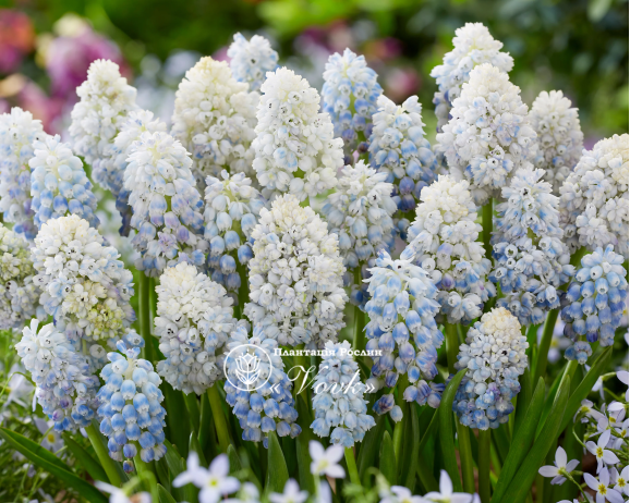Цибулини мускарі Nature's Beauty