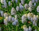 Цибулини мускарі Nature's Beauty