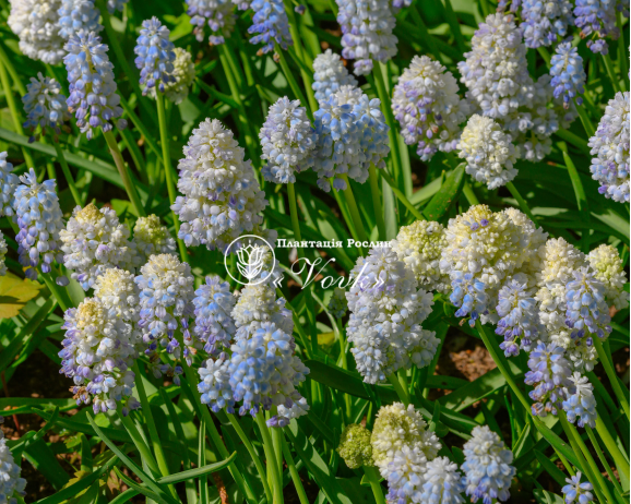 Цибулини мускарі Nature's Beauty
