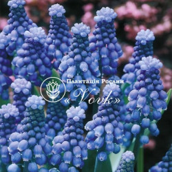 Цибулини мускарі Superstar