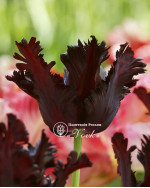 Луковицы тюльпана Black Parrot