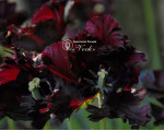 Луковицы тюльпана Black Parrot