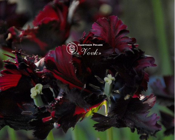Луковицы тюльпана Black Parrot