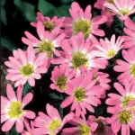 Цибулини анемони Pink Star