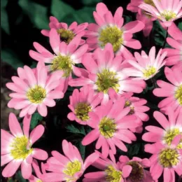 Луковицы анемоны Pink Star