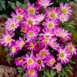 Цибулини анемони Pink Star