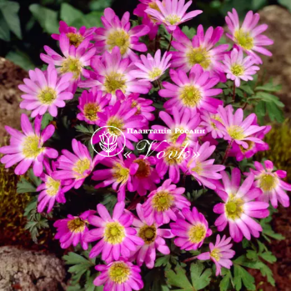 Цибулини анемони Pink Star
