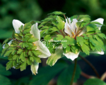 Цибулини анемони Green Fingers