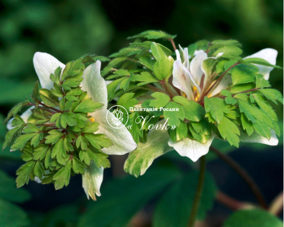 Цибулини анемони Green Fingers