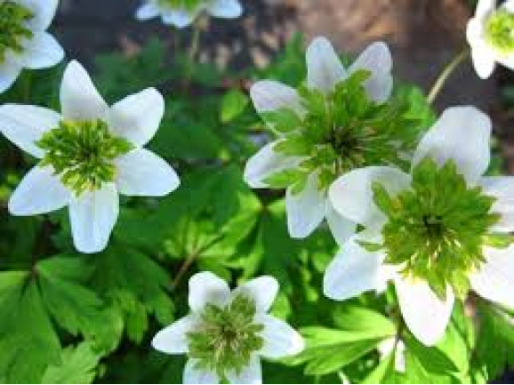 Цибулини анемони Green Fingers